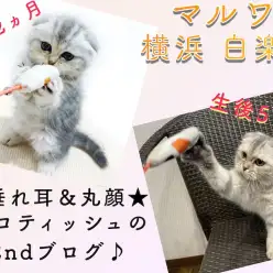 【 スコティッシュフォールド 】初心者も安心！生後5ヶ月で超甘えん坊の2nd記事