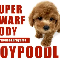 【 トイプードル 】小さめ・ドワーフ体型・レッドの三拍子！お目々クリクリ女の子！