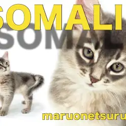 【 ソマリ 】幼きにして妖艶・ブルーのコートカラーをまとった美しき女の子登場!