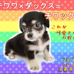 【 MIX・チワックス 】絶対に可愛いミックス登場!3つの生活ポイントもご紹介!