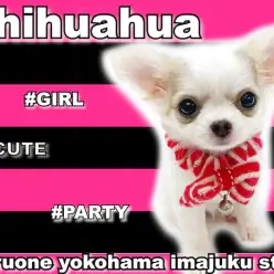 【 チワワ 】驚愕の488g!極小サイズの目ヂカラ最強!童顔フェイスの女の子!