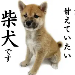 【 柴犬 】柴犬の常識を覆す!!ワンちゃん初心者にもオススメの甘えん坊な性格!