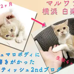 【 ブリティッシュショートヘア 】丸みマシマシ！成長中の姿をお届け！2nd記事