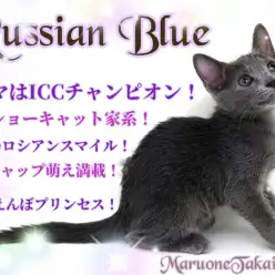 【 ロシアンブルー 】チャンピオン家系!優秀DNAを受け継ぐプレミアムキャット!
