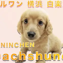 【 カニンヘン・ダックスフント 】小柄で元気が特徴的！初心者でも飼いやすいワンコ