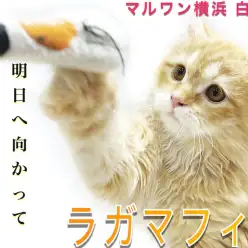 【 ラガマフィン 】初めて飼う方必見！遊び好きでフレンドリーなぬいぐるみ猫！