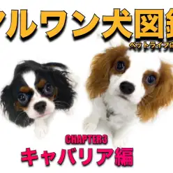 【 マルワン犬図鑑 】キャバリアの魅力をペットショップスタッフが独自解説!