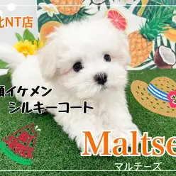 【 マルチーズ 】人気ドワーフ体型！純白シルキーコートの貴公子