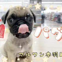 【 パグ 】しわしわなお顔が可愛すぎる！愛嬌たっぷりな癒し系わんこ登場！