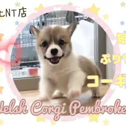 【 コーギー 】港北NT通信！短足ぷりケツ二頭身 うるうるタレ目の女の子