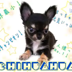 【 チワワ 】パパはJKCチャンピオン!成犬予想2.0kg前後の小さめ男の子!
