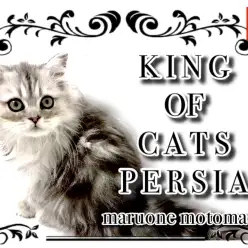 【 ペルシャ 】ゴージャスかつボリューミーな被毛はまさに王者の風格！