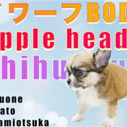 【 チワワ 】初心者の方必見！飼いやすい小さめサイズ＆ドワーフ体型が特徴！