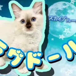 【 ラグドール 】シールポイントバイカラーの靴下にゃんこ！8/12最新情報！