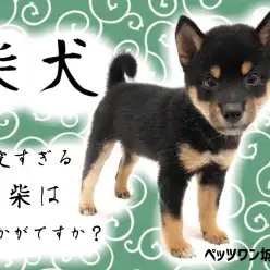 【 柴犬 】マロ眉がとってもキュートな黒柴！可愛い大和撫子ちゃん