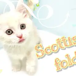 【 スコティッシュフォールド 】お顔は真白、体はクリーム!立ち耳スコちゃん登場!