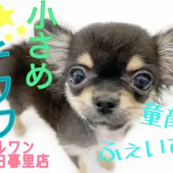 【 チワワ 】生後4ヵ月で723g！極上のルックスを誇る小さめチワワ！