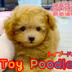 【 トイ・プードル 】生後59日で495g！！トイプーくんの可愛さとオススメな理由！