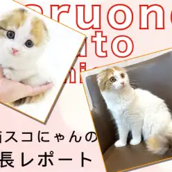 【 スコティッシュフォールド 】美猫に成長中！高い社交性が分かる2nd記事！