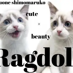 【 ラグドール 】多彩な表情でハートをつかむ美的で愛おしいぬいぐるみ猫！