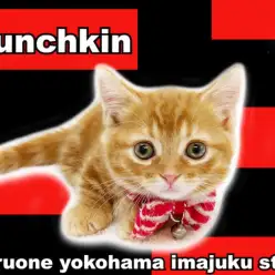 【 マンチカン 】短足・丸顔・短毛のおっとり系女子！初心者必見の甘えん坊CAT！