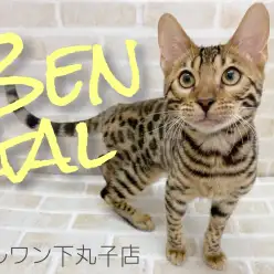 【 ベンガル 】ネコ科レジェンド降臨！この容姿で甘えん坊は反則級！！