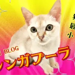 【 シンガプーラ 】8/13最新情報!生後4ヶ月で1.07kg世界最小ネコの今!