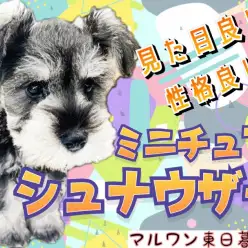 【 ミニチュア・シュナウザー 】賢くて可愛くて穏やかなシュナちゃんの最新情報！