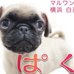 【 パグ 】お口がチャームポイント！ペチャ顔マニアが飼い方のコツをご紹介！