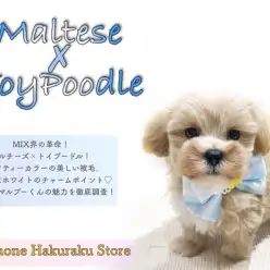 【 MIX 】小柄なドワーフ体型!集合住宅でも飼いやすさ抜群のマルプー!