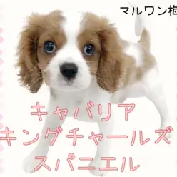 【 キャバリア 】おっとりした性格!初めての方にもおススメしたい理由!