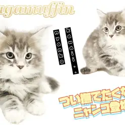 【 ラガマフィン 】希少なブルー系カラー!抱っこが大好きな甘えん坊にゃんこ登場!