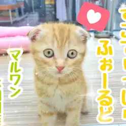 【 スコティッシュフォールド 】超タレ耳&モチモチ丸顔の激かわニャンコ登場！