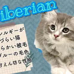 【 サイベリアン 】深く碧いブルータビーの毛に包まれた人気猫種!9/9最新情報
