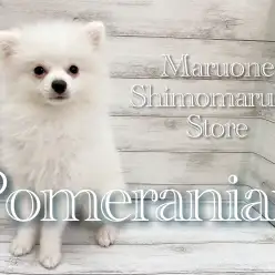 【  ポメラニアン  】抱っこをするとうっとり顔！甘えん坊で優しい性格！