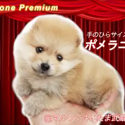 【 ポメラニアン 】生後67日で720g!!手のひらサイズのたぬきポメ!
