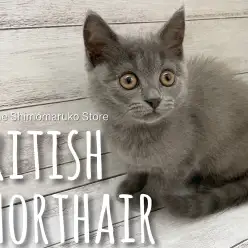 【 ブリティッシュショートヘア  】愛嬌たっぷりなまん丸顔の天使登場！！