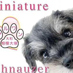 【 ミニチュア・シュナウザー 】従順な性格と抜け毛の少なさで初心者にもオススメ！