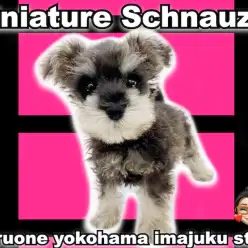 【 ミニチュア・シュナウザー 】初心者ユーザー必見！目力バツグンのモヒカン女子！