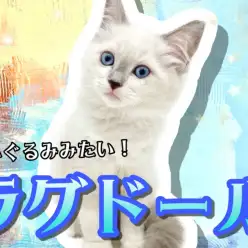 【 ラグドール 】青い宝石の様な瞳を持つ美しい子猫！9/16最新情報