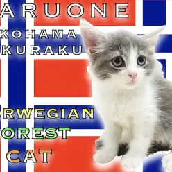 【 ノルウェージャンフォレストキャット 】人気のブルータビー!美しい姿に注目!