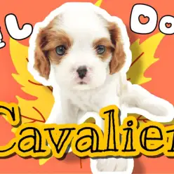 【 キャバリア 】お子様に優しいキャバリアちゃん!ファミリー向けワンコ登場