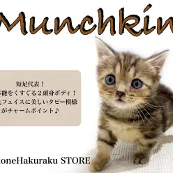 【 マンチカン 】5cmの短足に2頭身ボディ！明るく懐っこい性格の陽気な猫！