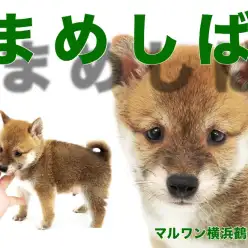【 豆柴 】守ってあげたくなる可愛さ!タヌキ顔のむっちりボディの豆柴登場!