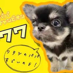 【 チワワ 】パパはJKCチャンピオン!個性あふれる魅力を解説!9/7最新情報