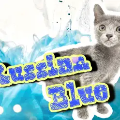 【 ロシアンブルー 】スタイリッシュにゃんこ!艶やかなブルーの被毛