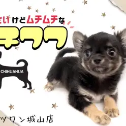 【 チワワ 】丸っこくてムッチリ体型だけど片手サイズのミニチワワ