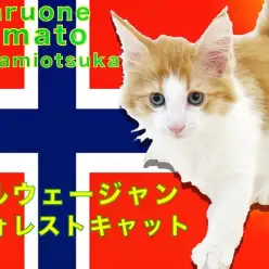 【 ノルウェージャンフォレストキャット 】優雅で美形な大型猫は甘えん坊で遊び好き