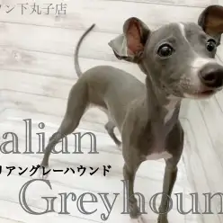 【 イタリアングレーハウンド 】ギャップ萌え注意！イタグレの魅力大公開！