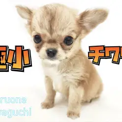 【 チワワ 】生後66日で384g!極小チワワの女の子登場!!